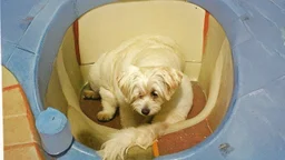 A white dog sitting in a bathtub, with a checkered floor and colorful background