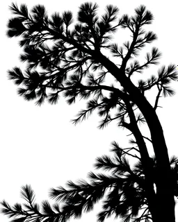 isolated spruce/pine tree silhouette, black on white clipart