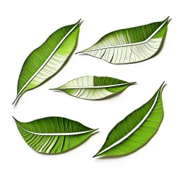 unconnected leaves with jagged edges on a white background, stock photography