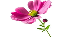 Pink Cosmos flower isolated on white background with shallow depth of field.