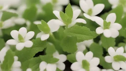 The mint is just starting to sprout, showing its fresh, bright green leaves. The artist uses bright greens and white to embody the freshness and vitality of mint. Small leaves and small white flowers that adorn the plant can be painted.