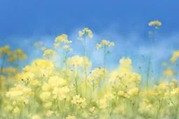 bottom half canola plants detailed, top half sky, watercolor illustration