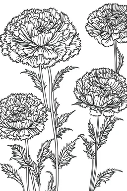 Outline art for coloring page, MARIGOLDS WITH STEMS, coloring page, white background, Sketch style, only use outline, clean line art, white background, no shadows, no shading, no color, clear