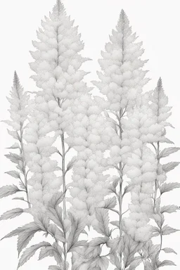 outline art of Astilbe only black and white, no colour , White background. sketch style, clean line art, white background, no shadow and clear, no people, no colour, for book