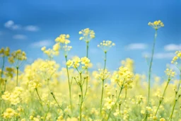 bottom is detailed canola in full bloom with side branches, top is sky, photography,