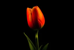 Create small orange tulip colour and colour black background
