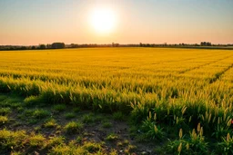 clearing next to an ideal farm field, sunny day, product photo setting, mid-level horizon, taken from 15 feet up