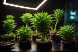 Uhd photography, 8k, ultra HD, A real photography, create a real fluroscent small plant at different stages, neon lighting, natural lighting, medium shot, wide angle, 8K, Ultra - HD, Super - high resolution