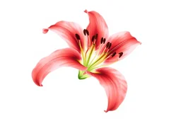 Western Red Lily, watercolor on white background, vignette