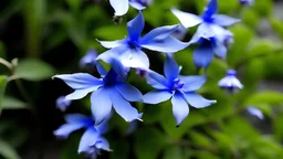 Campanula cochleariifolia