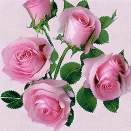 Pink roses, crisp detail, photograph