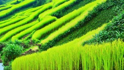 Terraced rice fields, painting verdant stairways to the heavens.