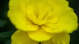 Dark, Pale Yellow, Joy