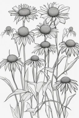 outline art of Coneflower only black and white, no colour , White background. sketch style, clean line art, white background, no shadow and clear, no people, no colour, for book