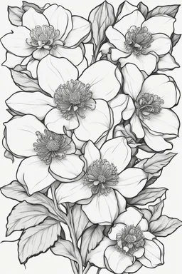 outline art of(Helleborus) only black and white, no colour , White background. sketch style, clean line art, white background, no shadow and clear, no people, no colour, for book