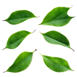 unconnected cherry-plum leaves with jagged edges on a white background, top right is 2 leaves overlapping, stock image