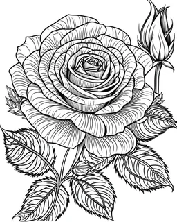 real massive rose flower coloring page