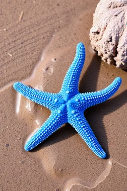 The Blue Sea Star is a vibrant blue starfish commonly found in the shallow waters of the Indo-Pacific region. It typically has five long, cylindrical arms and can grow up to 12 inch