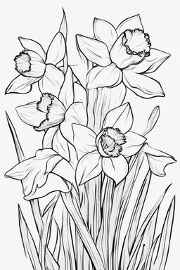 outline art for Spring: Daffodils , White background. sketch style, clean line art, white background, no shadow and clear