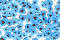 top view pattern of forget-me-not flowers