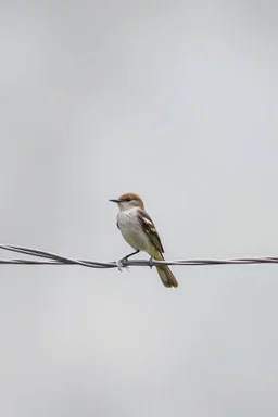 bird on wire