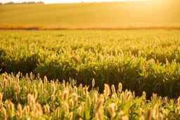 ideal farm field, sunny day, product photo setting