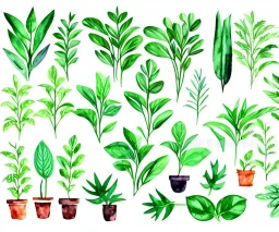 Vector plants and herb set illustration. Watercolor