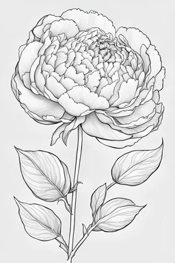 Outline art for peony flower. Coloring pages with peony flower. white background. Sketch style, full body, only use outline, clean line art, white background, no shadows and clear and well outlined. black outline, black and white only. only outline should be black everything else should be white