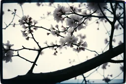 Melancholic, ultra-realistic vintage polaroid photograph of a blossoming branches of a tree, soft light of a cloudy sky, atmosphere of quiet sadness and timeless beauty, cinematic, hyper-detailed, emotional and mesmerizing, bloom, lo-fi