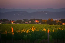 viñedos al atardecer con un pueblo al fondo, fotografía real, foto periodismo, fotografía realizada con una cámara Leica y un objetivo de 50mm