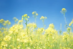 bottom half canola, detailed, top half sky, photography,