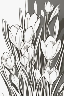 outline art for Spring: Crocuses , White background. sketch style, clean line art, white background, no shadow and clear. White/black