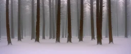 pine wood in the snow by Andrea del sarto