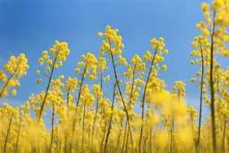 clear blue sky for top half, across Middle is canola flowers with green canola stems branches and leaves below, rapeseed sharp focus, realistic