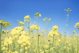 bottom half canola plants detailed, top half sky, photo