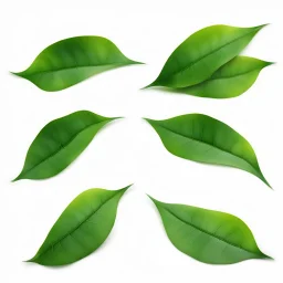 unconnected leaves on white background, stock image