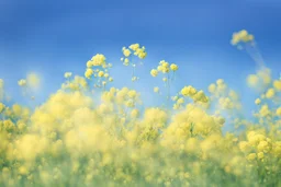 clear blue sky for top half, the rest is green canola plants with yellow flowers