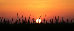 green grasses silhouette across bottom, with golden sunset sky in background