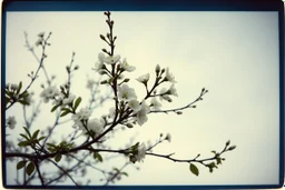 Melancholic, ultra-realistic vintage polaroid photograph of a blossoming branches of an apple tree, soft light of a cloudy sky, atmosphere of quiet sadness and timeless beauty, cinematic, hyper-detailed, emotional and mesmerizing, bloom, lo-fi