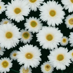 4k photo of black flowers on white background