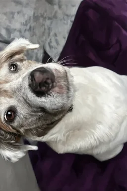 Frank the Canine; Baroque; Oil Painting