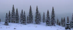 mountain range pine wood in the snow by Andrea del sarto