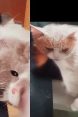 The cat that caused the cat's mother's attention to him in cleanliness by removing the hair of the head as if he was a bald person with hair behind the head and ears and for hair from the right side of the head is long and covered with the rest of the baldness in the other direction This is the indicator that you find on a lot of bald men