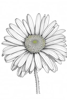 daisy flower drawing all white on a white background