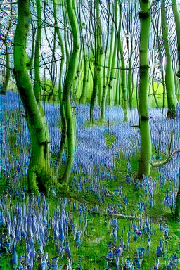 Twisted bluebells