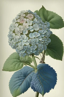 a botanical illustration of a hydrangea