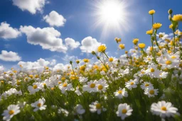 Spring has come, flowers everywhere, sunlight beside, blue sky with white clouds