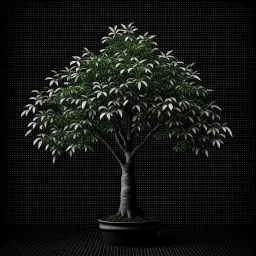 money tree dark