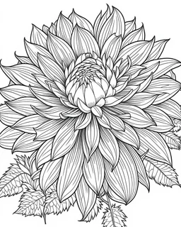 real massive Dahlia flower coloring page