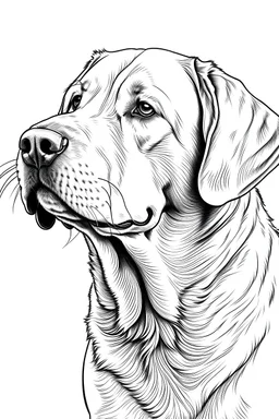 coloring image of Labrador Retriever white background